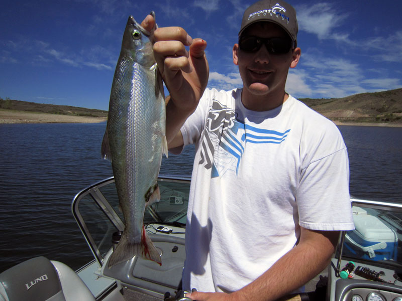  Blue Mesa kokanee salmon!