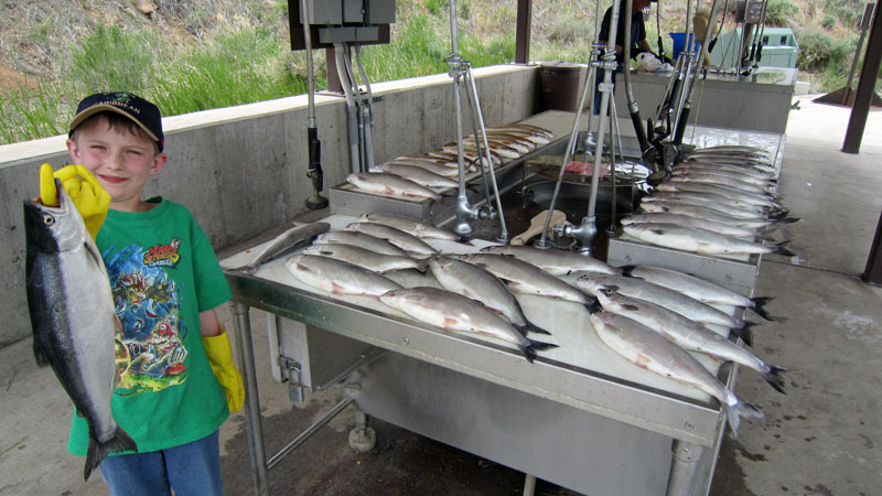  Blue Mesa trophy Kokanee salmon catch!