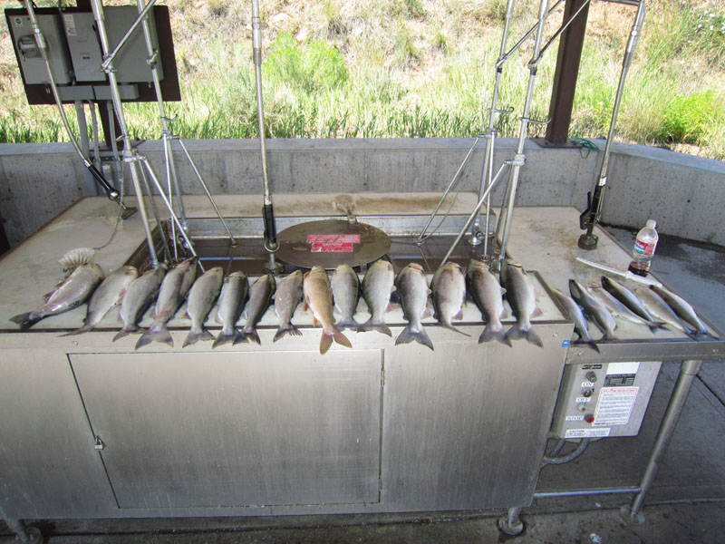  Blue Mesa Kokanee salmon!