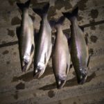 Colorado kokanee salmon fishing