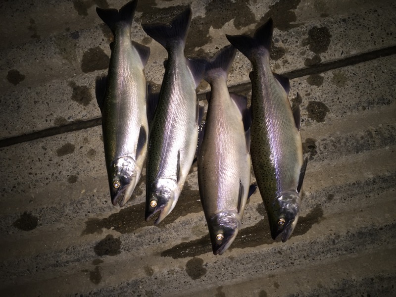 Colorado kokanee salmon fishing